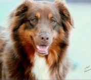 Annie - Border Collie