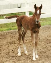 Mr. Kiss Kiss Quarter Horse