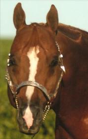 1995 Chestnut Stallion