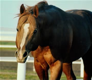 Mr. Kiss Kiss Quarter Horse