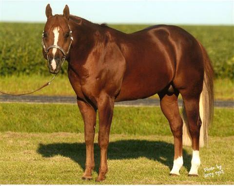 Quarter Horse Stallion