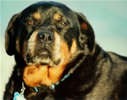 Sweetie - Rottweiler